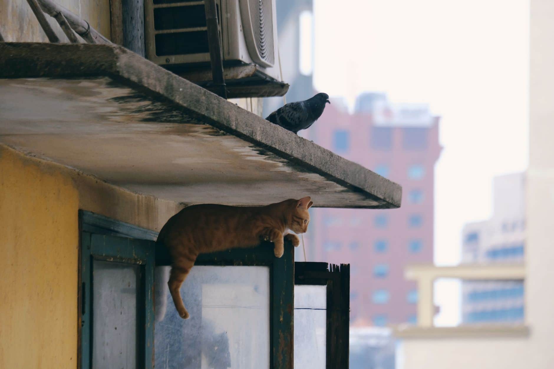 Pet Hair in Your Aircon Filter: What Koh Samui Pet Owners Should Know